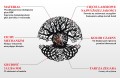 INFOGRAFIKA_20ZEGAR_20HDF_20GOTOWA.jpg