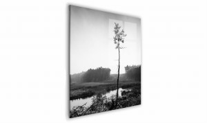 OBRAZ NA SZKLE KWADRATOWY 30x30cm  093 Sosna
