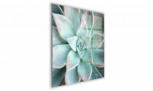 OBRAZ NA SZKLE KWADRATOWY 40x40cm 098 Sukulent