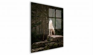 OBRAZ NA SZKLE KWADRATOWY 40x40cm 111 Wycie wilka