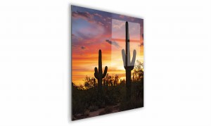 OBRAZ NA SZKLE KWADRATOWY 50x50cm 039 Kaktus