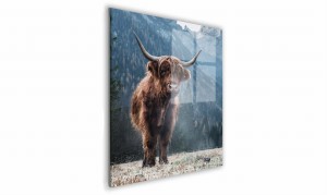 OBRAZ NA SZKLE KWADRATOWY 50x50cm 048 Krówka