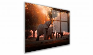 OBRAZ NA SZKLE PROSTOKĄTNY 30x20cm 092 Słonie