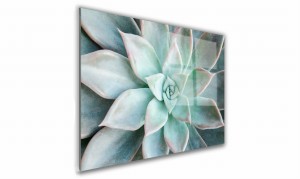 OBRAZ NA SZKLE PROSTOKĄTNY 40x30cm 098 Sukulent