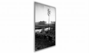 OBRAZ NA SZKLE PROSTOKĄTNY 40x60cm 093 Sosna