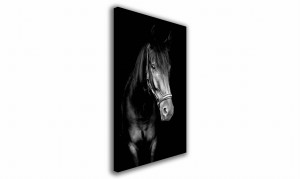 OBRAZ NA PŁÓTNIE 074 Koń 40x60cm