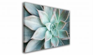 OBRAZ NA PŁÓTNIE 098 Sukulent 60x40cm