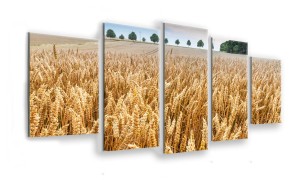 OBRAZ NA SZKLE 5-CZĘŚCIOWY - TYP E - Zboże