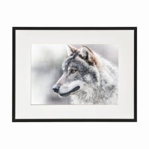 PLAKAT W RAMIE MAŁY - Głowa wilka