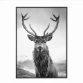 czarna rama 50x70cm i 70x100cm bez passe-partout