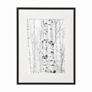 PLAKAT W RAMIE MAŁY - Brzozy