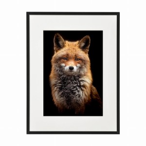 PLAKAT W RAMIE MAŁY - Lis rudy