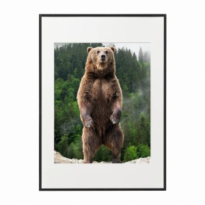PLAKAT W RAMIE DUŻY - Niedźwiedź na tle lasu