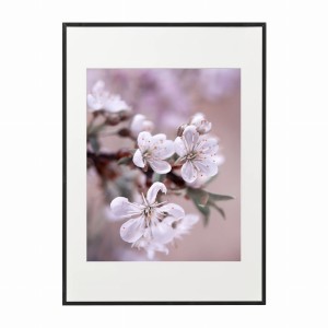 PLAKAT W RAMIE DUŻY - Orchidea