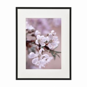 PLAKAT W RAMIE MAŁY - Orchidea
