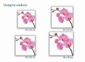 434 różowa orchidea rozmiary.jpg