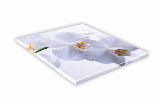 440 biała orchidea.jpg