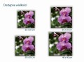 441 Różowa orchidea rozmiary.jpg
