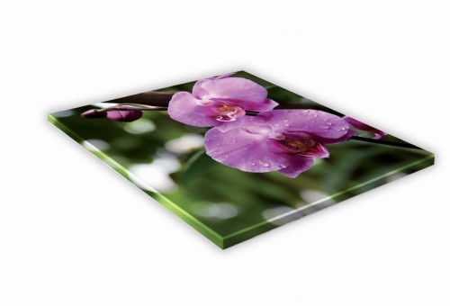 441 Różowa orchidea.jpg
