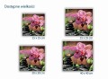 442 Orchidea i kamienie rozmiary.jpg