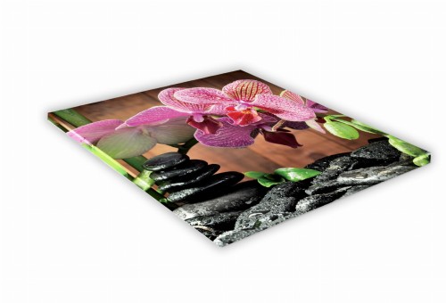 442 Orchidea i kamienie.jpg