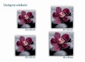 451 Bordowa orchidea rozmiary.jpg