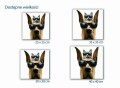 463 doberman i kot w okularach wielkości mockup.jpg