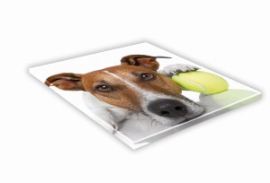 SZKLANA DESKA KUCHENNA 25x25 464e Russell terrier