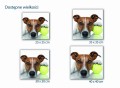 464 jack russell terrier wielkości mockup.jpg