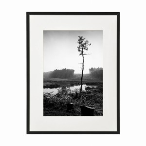 PLAKAT W RAMIE MAŁY - Sosna