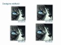470 ojos azules wielkości mockup.jpg
