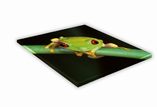 482 ranoidea chloris mockup.jpg