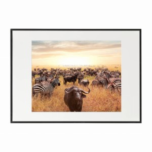 PLAKAT W RAMIE DUŻY - Safari