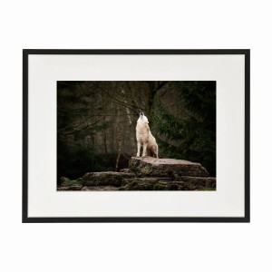 PLAKAT W RAMIE MAŁY - Wycie wilka